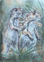 /album/zvieratka-suchy-pastel/lasicky-jpg/