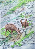 /album/zvieratka-suchy-pastel/a101-jpg/